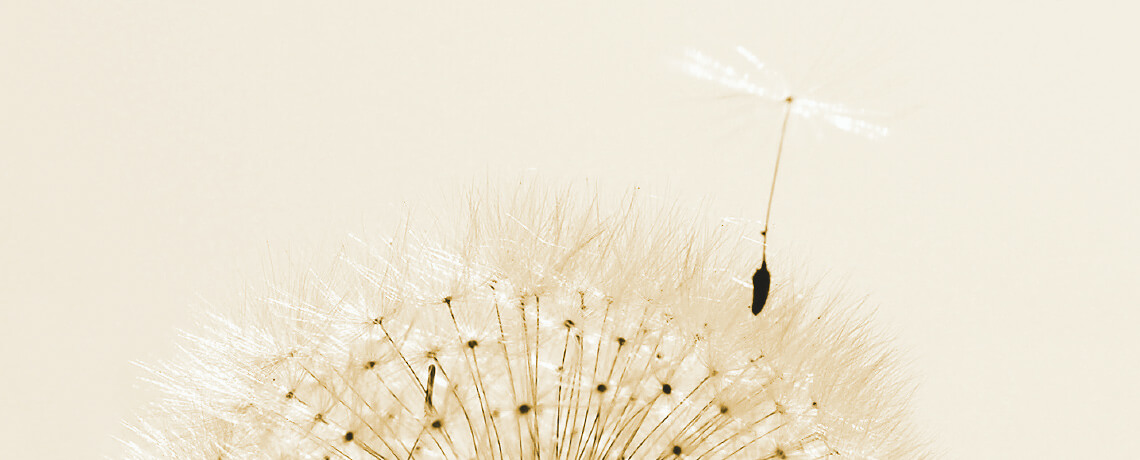 Samenform des Gewöhnlichen Löwenzahns (Taraxacum officinale)