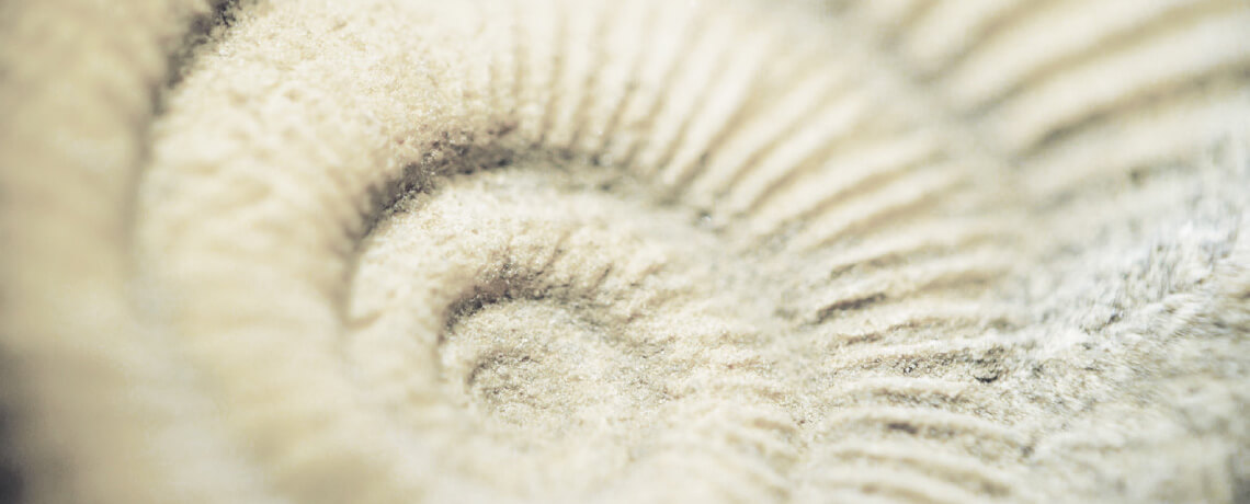 Bild zeigt einen Ammoniten